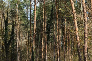 Güneş ışığındaki orman.