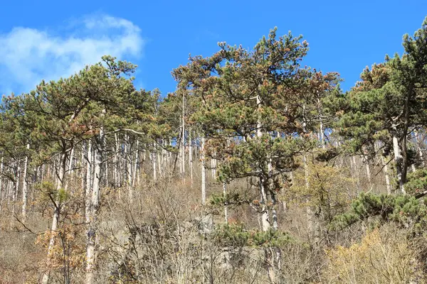 Tall pine trees on the mountainside on a bright day and blue sky above them