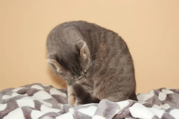 A cat washing its face on a beige background and gray bedding