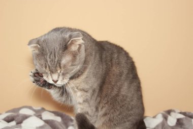 Gri kürklü ve beyaz tüylü bir kedi bej arka planda yedikten sonra bulaşıkları yıkar.