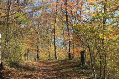 Sonbahar ormanında, güneş ışığında dar bir yol. 