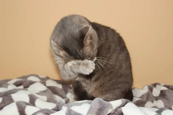Cute cat washing her face on beige background