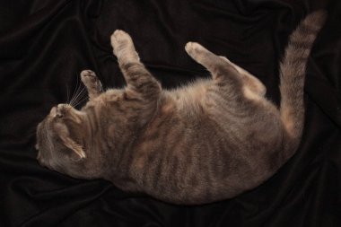 Gri bir kedi, siyah bir yatakta yatıyor..