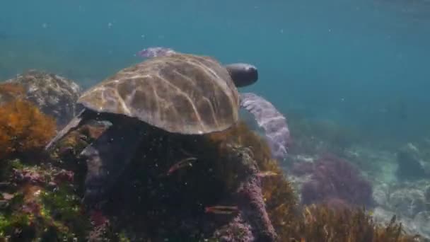 Verde Tortuga Marina Nadando Mar Respirando Superficie Vídeo — Vídeos de Stock
