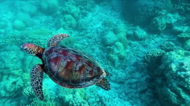 Πράσινη Θαλάσσια Χελώνα Που Κολυμπά Στη Θάλασσα Και Αναπνέει Στην — Αρχείο Βίντεο
