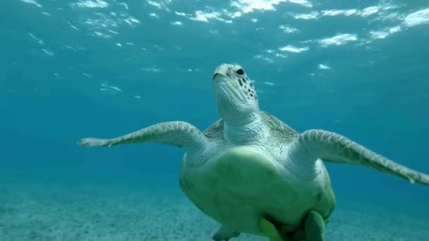 Verde Tortuga Marina Nadando Mar Respirando Superficie Vídeo — Vídeo de stock
