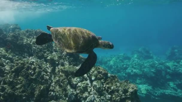 Grüne Meeresschildkröte Schwimmt Meer Und Atmet Der Oberfläche Video — Stockvideo