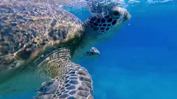 Зеленая Черепаха Плавает Море Дышит Поверхности Видео — стоковое видео