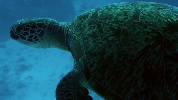 Green Sea Turtle Swimming Sea Breathing Surface Video — Stock Video
