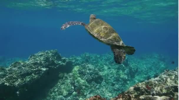 Verde Tortuga Marina Nadando Mar Respirando Superficie Vídeo — Vídeos de Stock