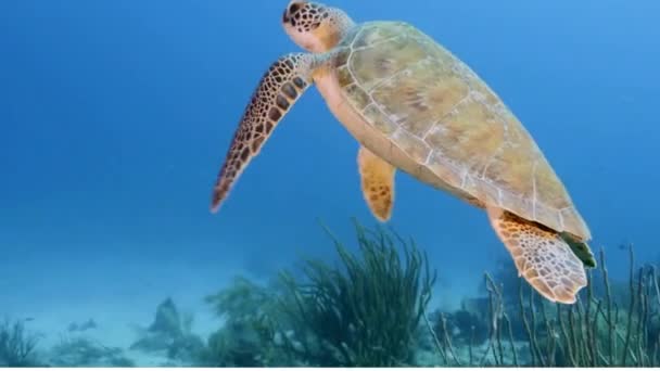 Tartaruga Marinha Verde Nadando Mar Respirando Superfície Vídeo — Vídeo de Stock