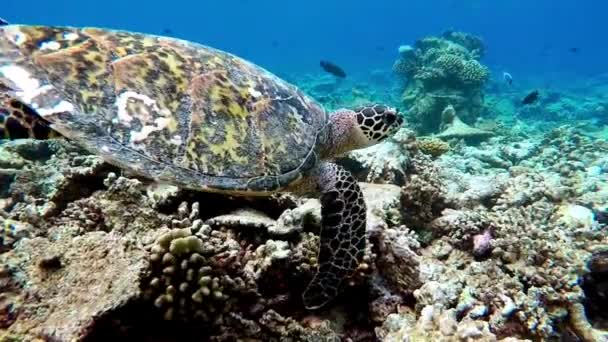Зелена Морська Черепаха Плаває Морі Дихає Поверхні Відео — стокове відео
