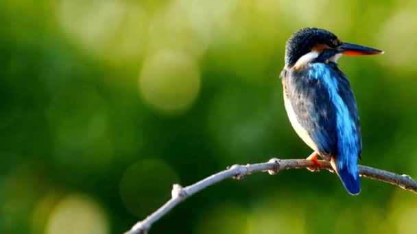 Schöne Vogelaufnahmen Und Videos Tierische Schönheit Der Natur Schöne Vogelaufnahmen — Stockvideo