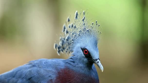 Krásné Ptačí Záběry Videa Krása Zvířat Přírodě Krásné Ptačí Záběry — Stock video