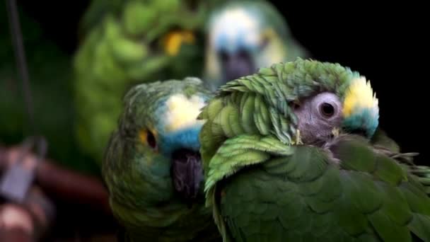 Красиві Кадри Птахів Відео Тваринна Краса Природі Красиві Кадри Птахів — стокове відео