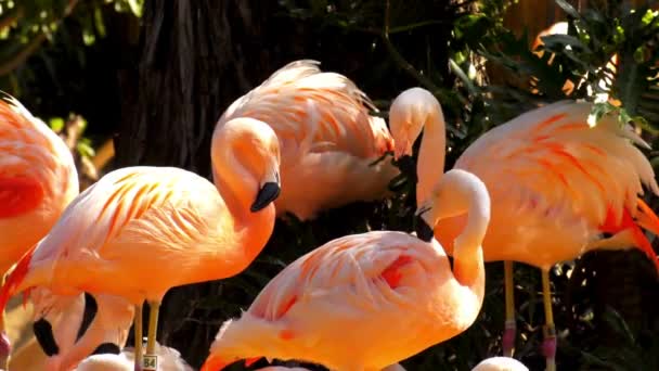 Bellissimi Filmati Uccelli Video Bellezza Animale Natura Bellissimi Filmati Uccelli — Video Stock