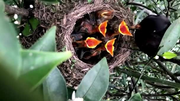 Magnifiques Images Oiseaux Vidéos Beauté Animale Dans Nature Magnifiques Vidéos — Video
