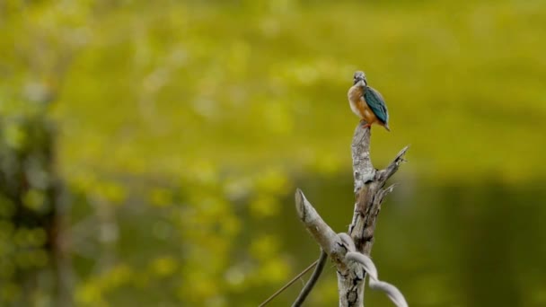 Schöne Vogelaufnahmen Und Videos Tierische Schönheit Der Natur Schöne Vogelaufnahmen — Stockvideo