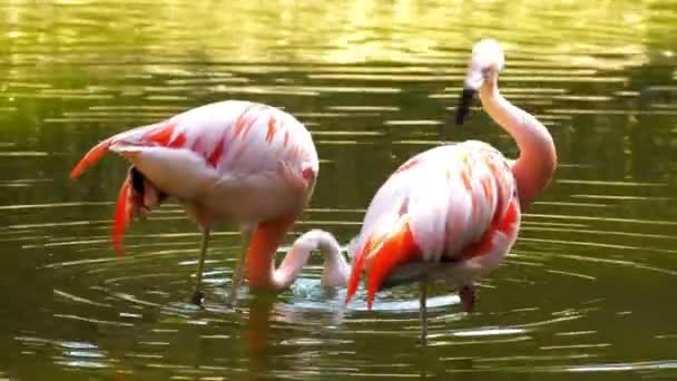 美しい鳥の映像と4Kビデオ 自然の動物の美しさ 美しい鳥の映像ビデオ — ストック動画