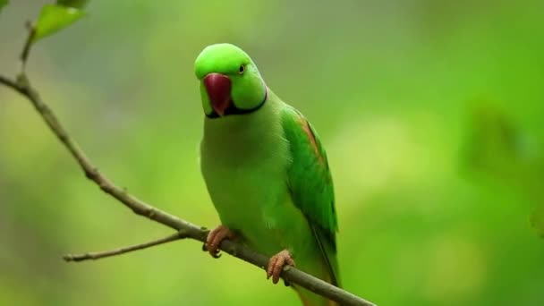 Güzel Kuş Görüntüleri Video Hayvani Güzellik Güzel Kuş Görüntüleri — Stok video