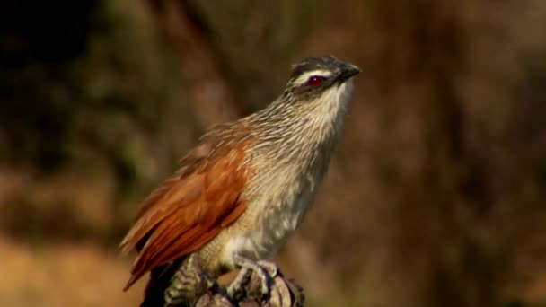 Magnifiques Images Oiseaux Vidéos Beauté Animale Dans Nature Magnifiques Vidéos — Video