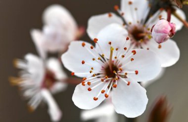 Doğal arkaplan ya da duvar kağıdı olarak doğal dokusu olan bej şeffaf yapraklar. Makro doku, nötr renk estetik fotoğraf yaprak damarları, yüksek kaliteli fotoğraf..