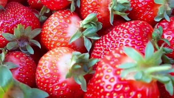 Fondo Vegetal Fresco Mixto Ingredientes Alimenticios Saludables Rebanada Verduras Tomates — Vídeos de Stock