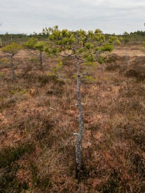 Doğanın sanatçısı, dokulu ağaç mistik sonbahar bataklığının tuvaline karşı dayanıklılık ve güzellik öyküleri çizer..
