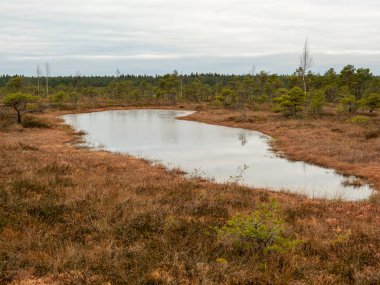 Küçük gölün ruhani güzelliği, sonbahar bataklığındaki doğanın geçici başyapıtı olan donuk çiçeklerin narin dokunuşuyla güçlenir..