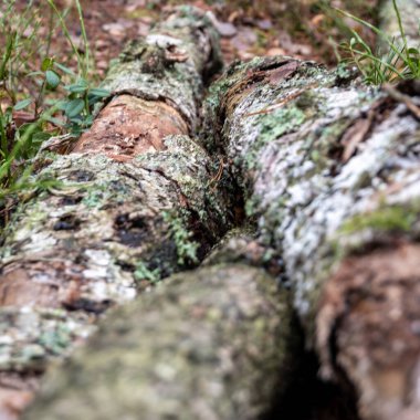 Sonbahar paleti ile kucaklanan dokulu ağaç, sakin bataklıktaki doğanın sanatının canlı bir kanıtı olarak duruyor..