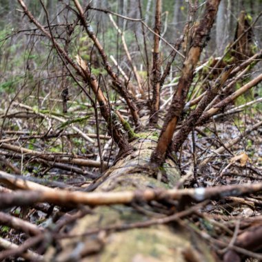 Sonbahar bataklığının sükuneti arasında, dokulu ağaç doğanın karmaşık tasarımını resmeden bir tuval haline gelir..