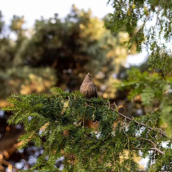 Nature\'s delicate pause: A small brown bird finds solace on a gently swaying branch, its tiny presence adding a touch of serenity to the canvas of the natural world.