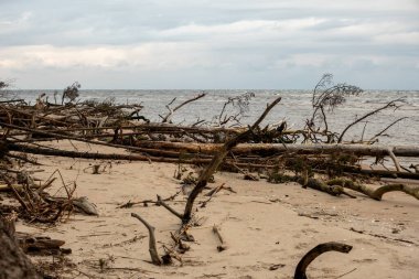 Fırtınanın vurduğu ağaçların arasında, sakin deniz huzur veren bir zemin ekliyor, bu da doğanın dingin sahildeki dayanıklılığını gösteriyor..