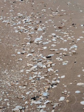 Tahıl ve dalgaların dansında, bu küçük deniz kabukları doğanın takdire şayan süslemeleridir, takdir edilmeyi bekleyen gizli hazinelerdir..