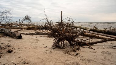 Fırtına kalıntılarının arasında, düşen ağaçlar huzur bulur, denizin hikayelerini fısıldadığı sakin ufuk ile birleşir..