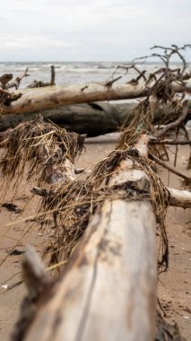Fırtınanın ardından düşen ağaçlar sakin denizle birleşerek kıyı boyunca bir esneklik tablosu çizerler..