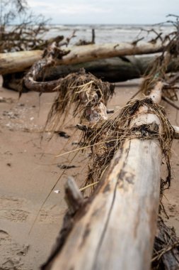 Dayanıklılığın bir kanıtı: Devrilen ağaçlar sakin kıyıları kucaklıyor, denizin yatıştırıcı fısıltılarıyla birleşiyor..