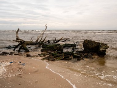 Fırtınadan sonra düşen ağaçlar, sakin denizin fısıltılarıyla harmanlanır ve dirençli sahil boyunca sakin bir manzara oluşturur..