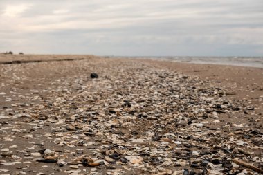Her küçük deniz kabuğu, gelgit tarafından bırakılan bir ekmek kırıntısı, sahil boyunca bir iz bırakır, meraklılara okyanusun gizemlerini keşfetmeleri için rehberlik eder..