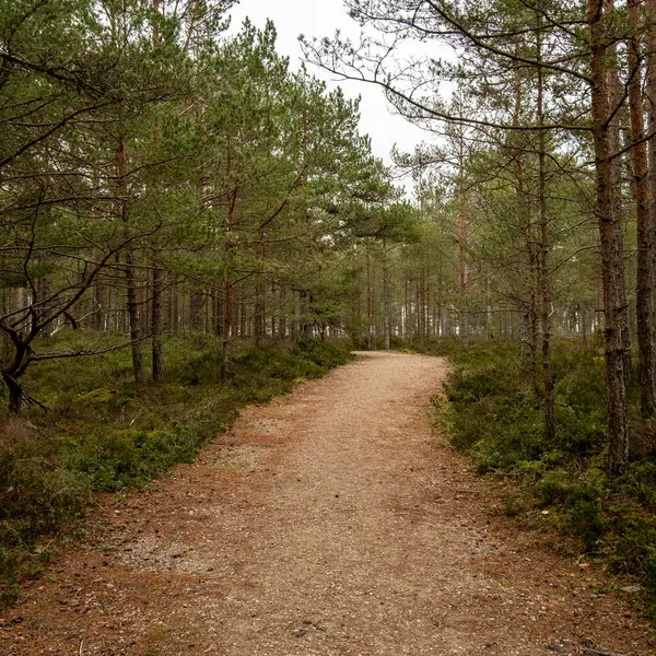 Journey through whispers of nature: this dirt path unveils the forest\'s secrets, guiding toward the tranquil embrace of the sea.