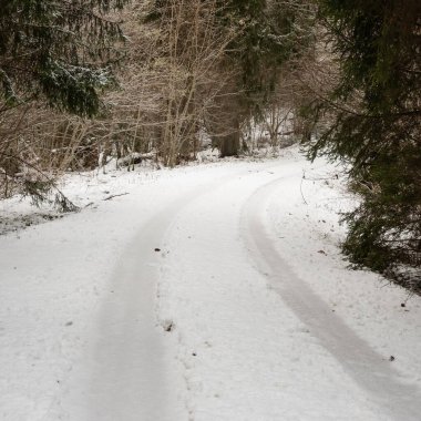 Pokainu Mezs, Dobele ve Latvija 'da karla örtülmüş fırtınaların arasında sakin bir patikanın izini sürerken,.