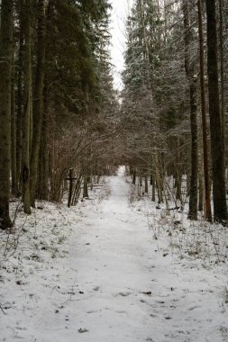 Pokainu Mezs, Dobele ve Latvija 'da karla örtülmüş fırtınaların arasında sakin bir patikanın izini sürerken,.
