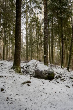 Karlı dinginliğin ortasında, yosun yüklü bir taş Pokainu Mezs, Dobele, Latvija 'da doğanın kış hikayesine sessiz bir tanık olarak duruyor..