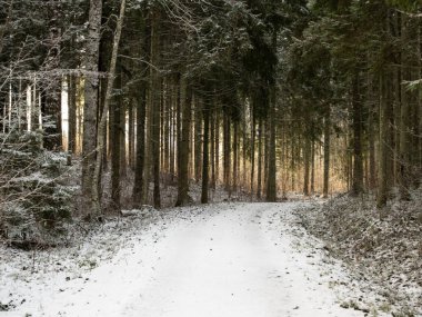 Güneşle kaplı karla kaplı patikalar, kışın huzurlu kucaklamasının güzelliğini gözler önüne seren pitoresk bir rota sunuyor..