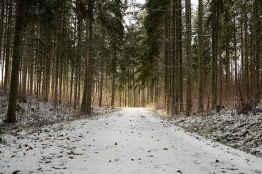 Karla kaplı ağaçların arasından güneş ışınları sakin bir rota çizerek ormanı altın bir tonla boyarlar..