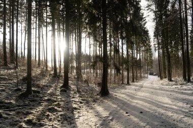 Kışın ortasında, güneş karla kaplı patikada dans eder, ormanın kucağında huzur dolu bir parıltı bırakır..