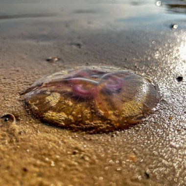 Bir denizanası, dalgaların fısıltıları arasında ruhani bir tablo çizerek, denizlerin dingin bir dansçısı olan Baltık kıyılarını şereflendirir..