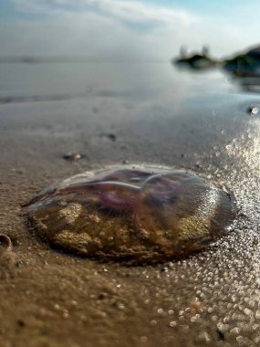 Baltık 'ın kucağında, kıyıda bir denizanası uzanır, şeffaf güzelliğiyle sahil şeridinin tuvalini süsleyen narin bir mucize..