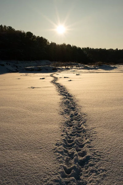 A snow-covered path whispers secrets amidst the golden aura of winter\'s twilight.