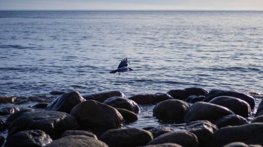 Dalgalar kumlu sahile çarparken Corvus Cornix, engin ufuktaki kara ufka karşı zahmetsizce süzülüyor.
